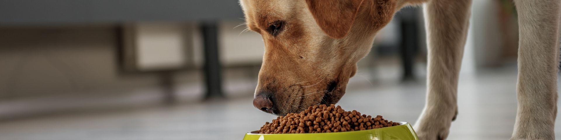 Cachorro comendo ração de cachorro em um pote verde, ambiente interno, focada na comida e no animal, demonstrando alimentação saudável e carinho pelos pets.